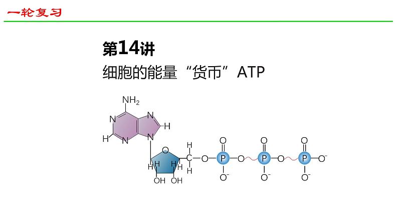 2025届高三生物一轮复习课件22：细胞的能量“货币”ATP第1页