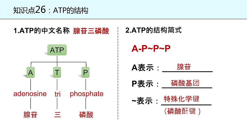 2025届高三生物一轮复习课件22：细胞的能量“货币”ATP第2页