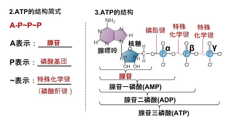 2025届高三生物一轮复习课件22：细胞的能量“货币”ATP第3页