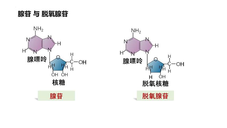 2025届高三生物一轮复习课件22：细胞的能量“货币”ATP第4页