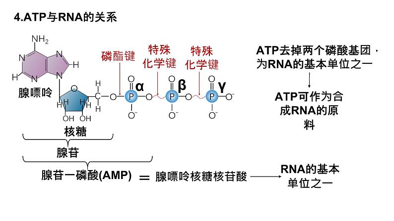 2025届高三生物一轮复习课件22：细胞的能量“货币”ATP第5页