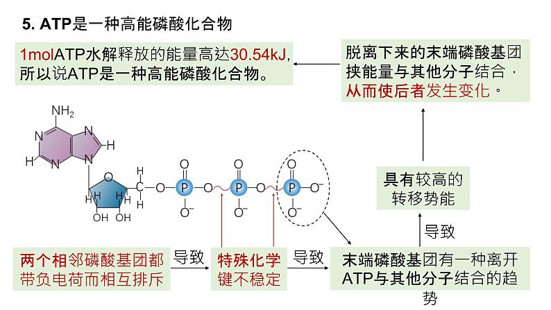 2025届高三生物一轮复习课件22：细胞的能量“货币”ATP第6页