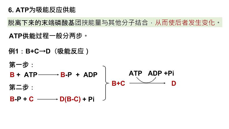 2025届高三生物一轮复习课件22：细胞的能量“货币”ATP第7页