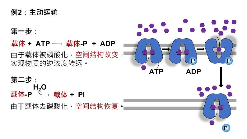 2025届高三生物一轮复习课件22：细胞的能量“货币”ATP第8页