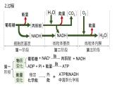2025届高三生物一轮复习课件23：细胞呼吸的原理和应用（第1课时）