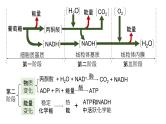 2025届高三生物一轮复习课件23：细胞呼吸的原理和应用（第1课时）