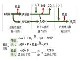 2025届高三生物一轮复习课件23：细胞呼吸的原理和应用（第1课时）