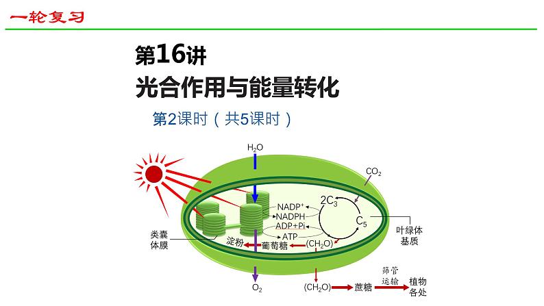 2025届高三生物一轮复习课件27：光合作用与能量转化（第2课时）第1页