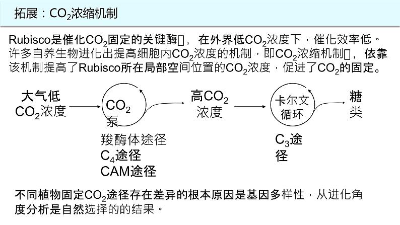 2025届高三生物一轮复习课件28：光合作用与能量转化（第4课时）第3页