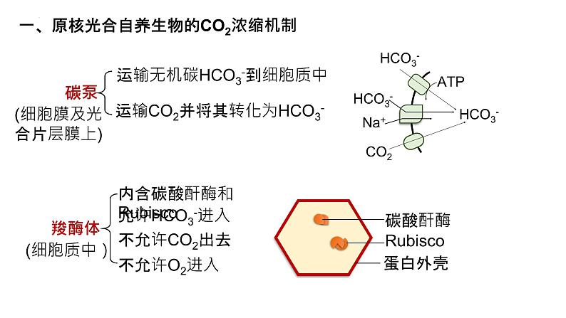 2025届高三生物一轮复习课件28：光合作用与能量转化（第4课时）第4页
