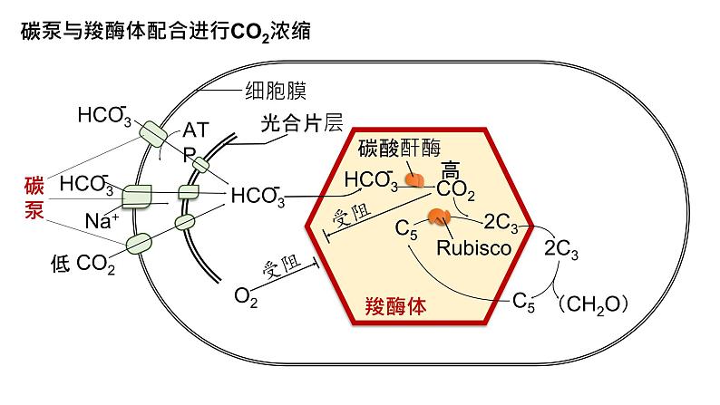 2025届高三生物一轮复习课件28：光合作用与能量转化（第4课时）第5页