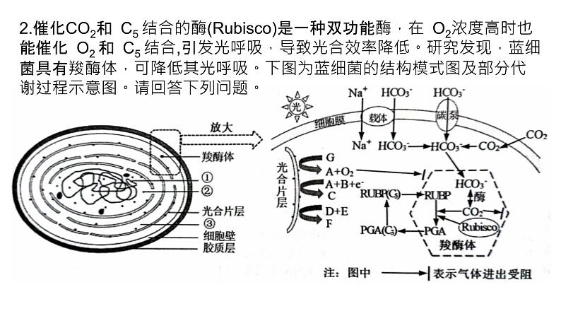 2025届高三生物一轮复习课件28：光合作用与能量转化（第4课时）第7页