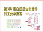 2025届高三生物一轮复习课件第4讲 蛋白质是生命活动的主要承担者