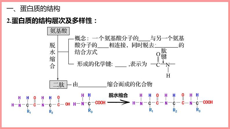 2025届高三生物一轮复习课件第4讲 蛋白质是生命活动的主要承担者第7页