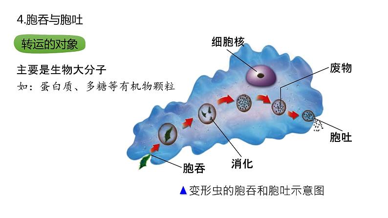 2025届高三生物一轮深度复习课件：物质进出细胞的方式（第2课时）第3页