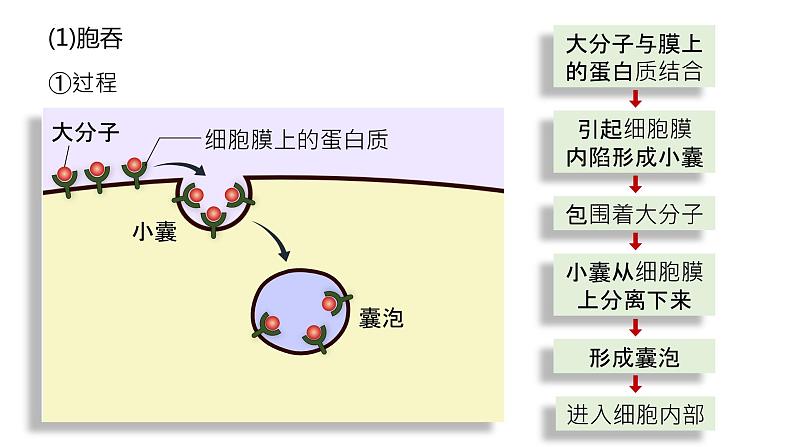 2025届高三生物一轮深度复习课件：物质进出细胞的方式（第2课时）第4页