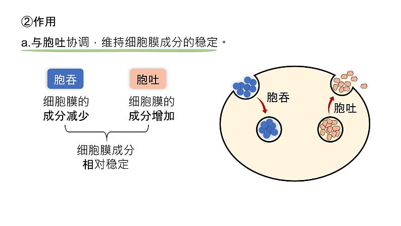 2025届高三生物一轮深度复习课件：物质进出细胞的方式（第2课时）第5页