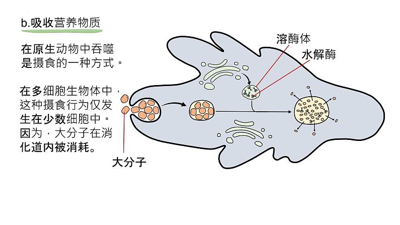 2025届高三生物一轮深度复习课件：物质进出细胞的方式（第2课时）第6页