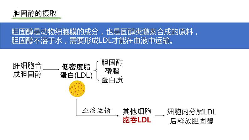 2025届高三生物一轮深度复习课件：物质进出细胞的方式（第2课时）第7页