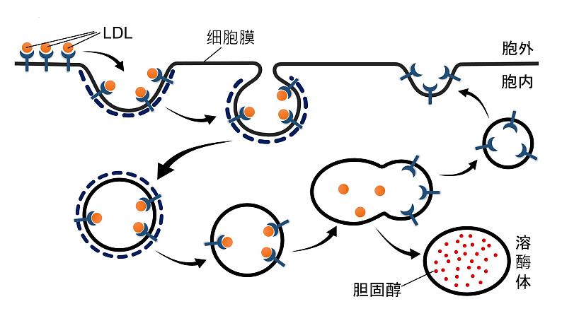 2025届高三生物一轮深度复习课件：物质进出细胞的方式（第2课时）第8页