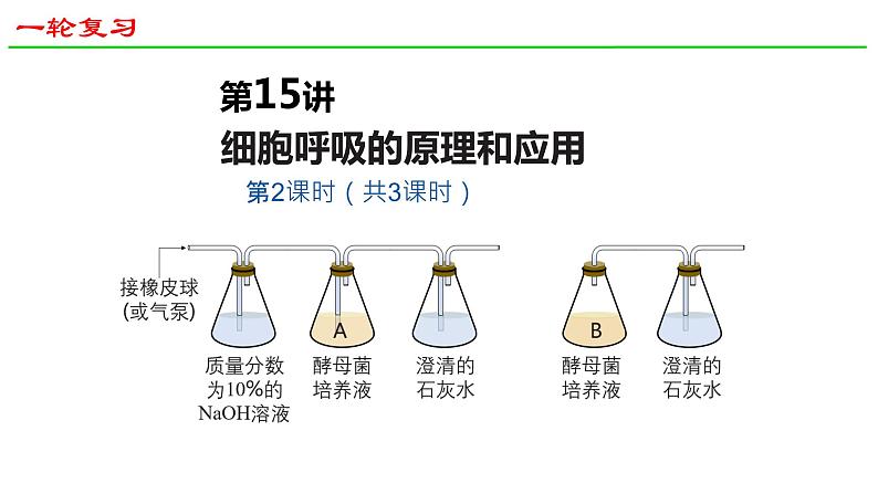 2025届高三生物一轮深度复习课件24：细胞呼吸的原理和应用（第2课时）第1页