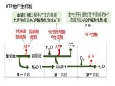 2025届高三生物一轮深度复习课件24：细胞呼吸的原理和应用（第2课时）