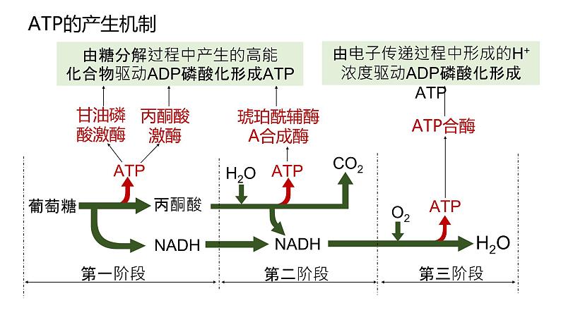 2025届高三生物一轮深度复习课件24：细胞呼吸的原理和应用（第2课时）第3页