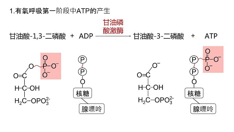 2025届高三生物一轮深度复习课件24：细胞呼吸的原理和应用（第2课时）第4页