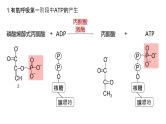 2025届高三生物一轮深度复习课件24：细胞呼吸的原理和应用（第2课时）