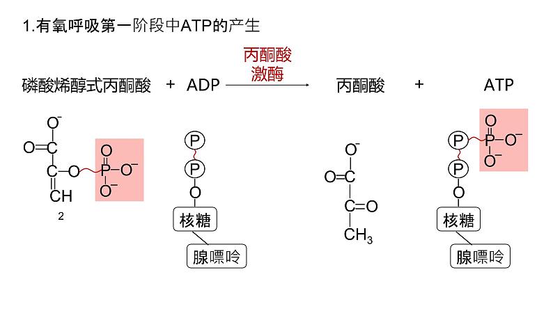 2025届高三生物一轮深度复习课件24：细胞呼吸的原理和应用（第2课时）第5页