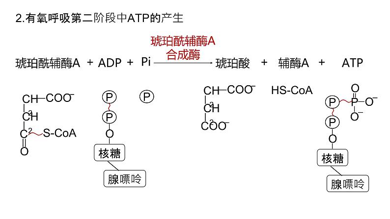 2025届高三生物一轮深度复习课件24：细胞呼吸的原理和应用（第2课时）第6页