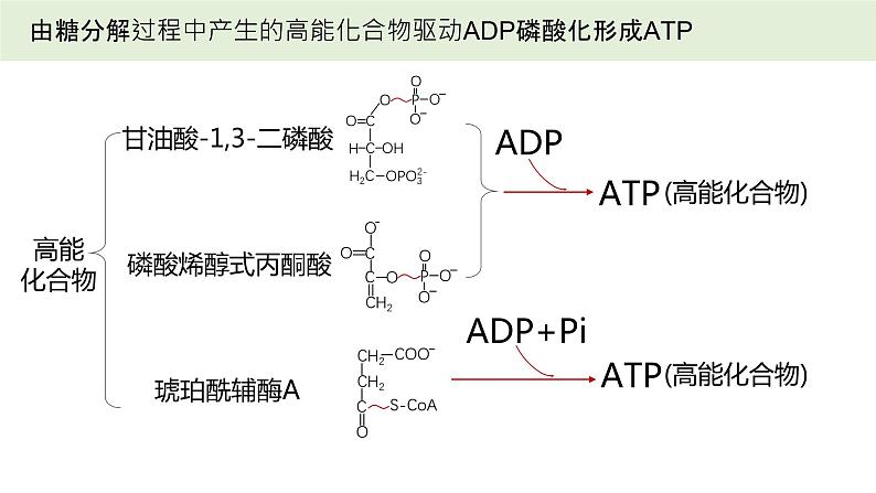 2025届高三生物一轮深度复习课件24：细胞呼吸的原理和应用（第2课时）第7页