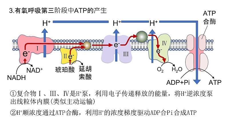 2025届高三生物一轮深度复习课件24：细胞呼吸的原理和应用（第2课时）第8页