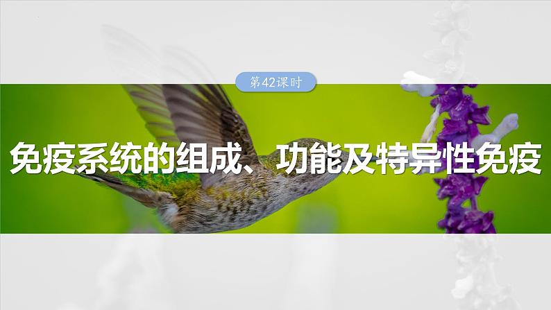 2025届高三一轮复习生物：免疫系统的组成、功能及特异性免疫课件01