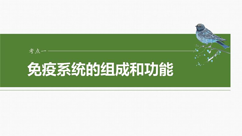 2025届高三一轮复习生物：免疫系统的组成、功能及特异性免疫课件04