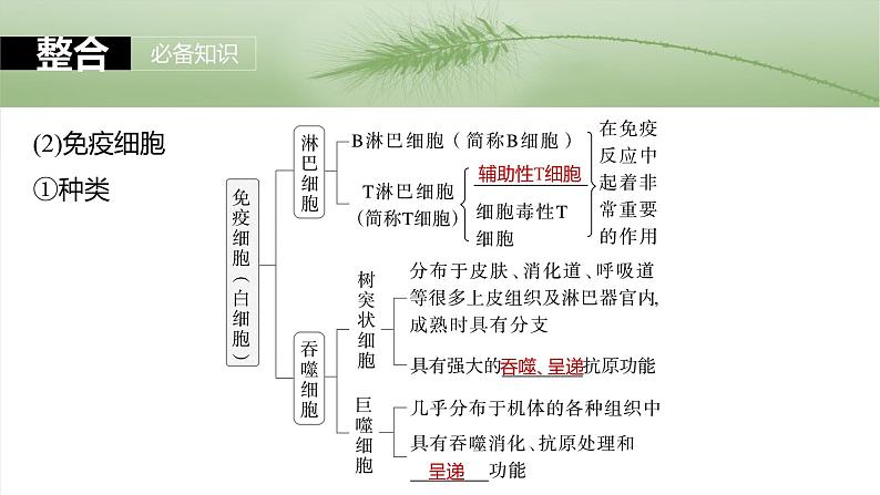 2025届高三一轮复习生物：免疫系统的组成、功能及特异性免疫课件07