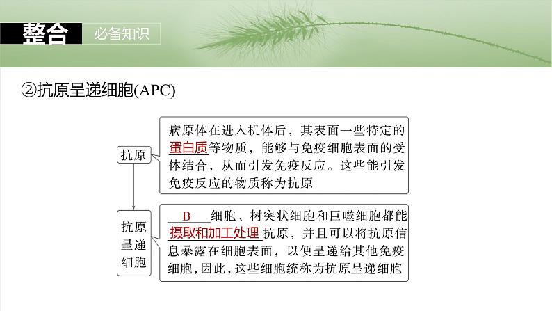 2025届高三一轮复习生物：免疫系统的组成、功能及特异性免疫课件08