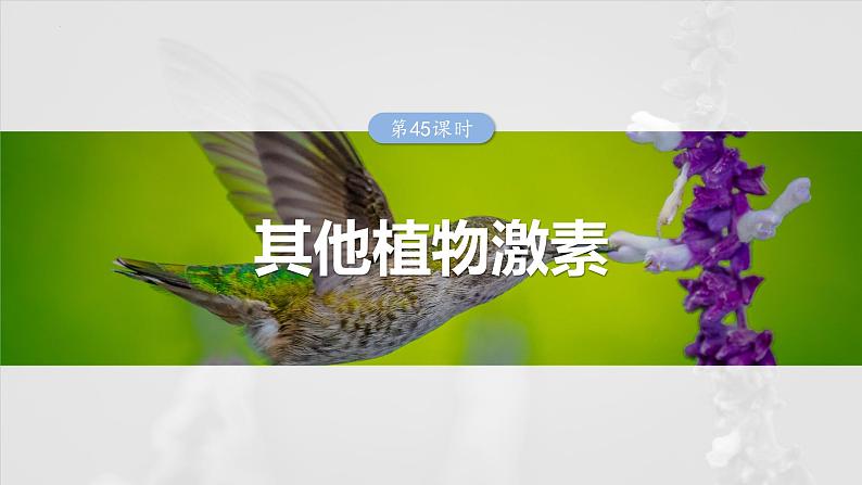 2025届高三一轮复习生物：其他植物激素课件第1页