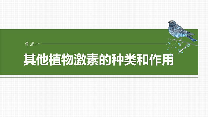 2025届高三一轮复习生物：其他植物激素课件第4页