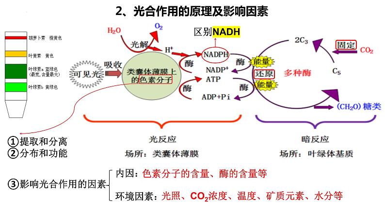 2024届高考生物二轮复习：微专题 提高农作物产量课件PPT第5页