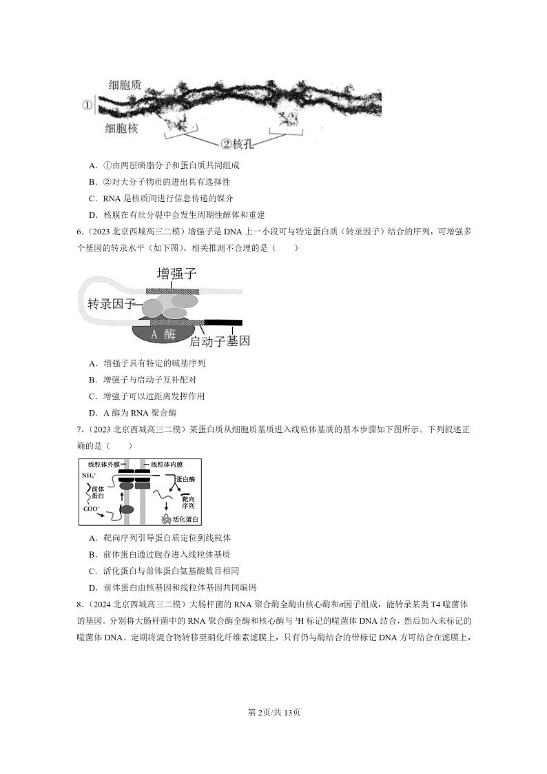 [生物]2022～2024北京高三二模生物试题分类汇编：基因指导蛋白质的合成第2页