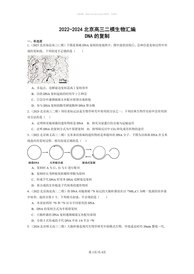 [生物]2022～2024北京高三二模生物试题分类汇编：DNA的复制01