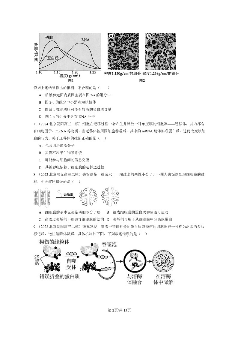 [生物]2022～2024北京高三二模生物试题分类汇编：细胞的基本结构章节综合02