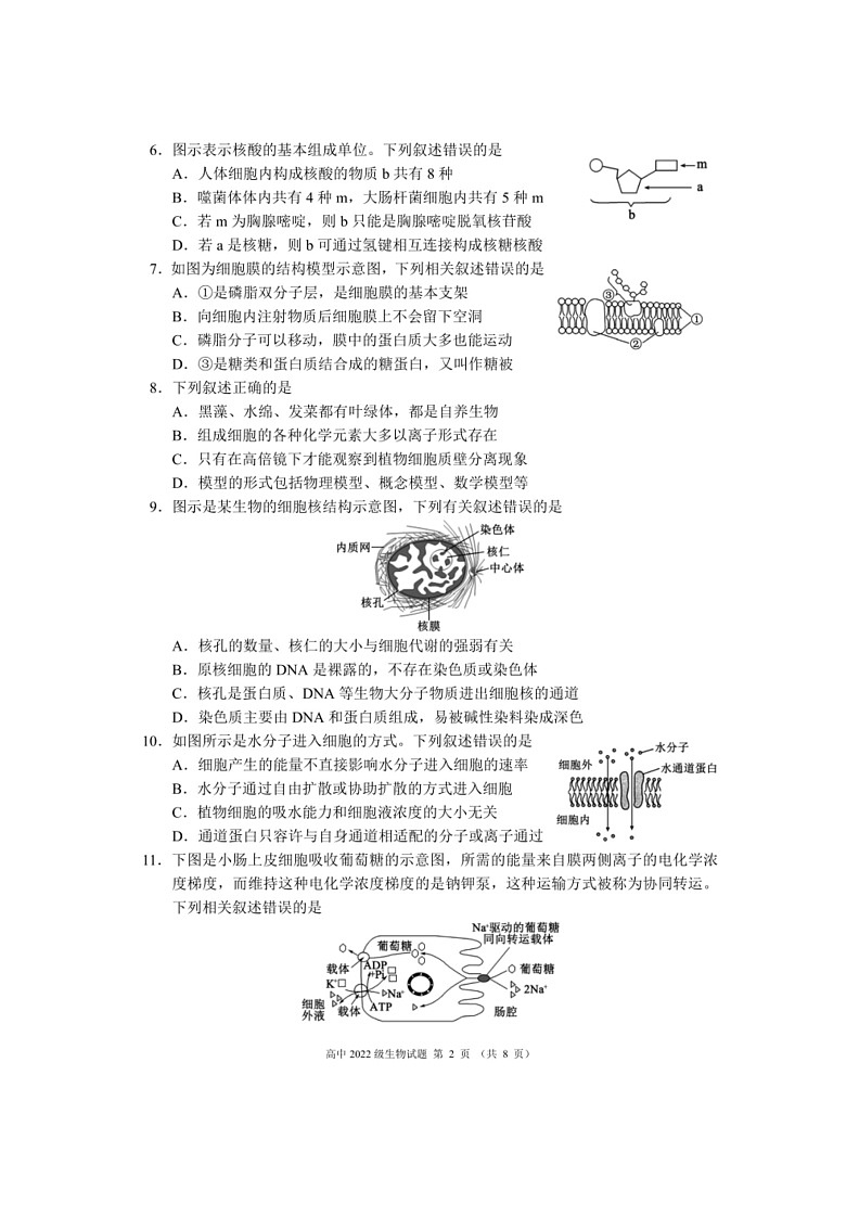 [生物]四川省成都市蓉城名校联盟2023～2024学年高二下学期期末生物试题（无答案）02