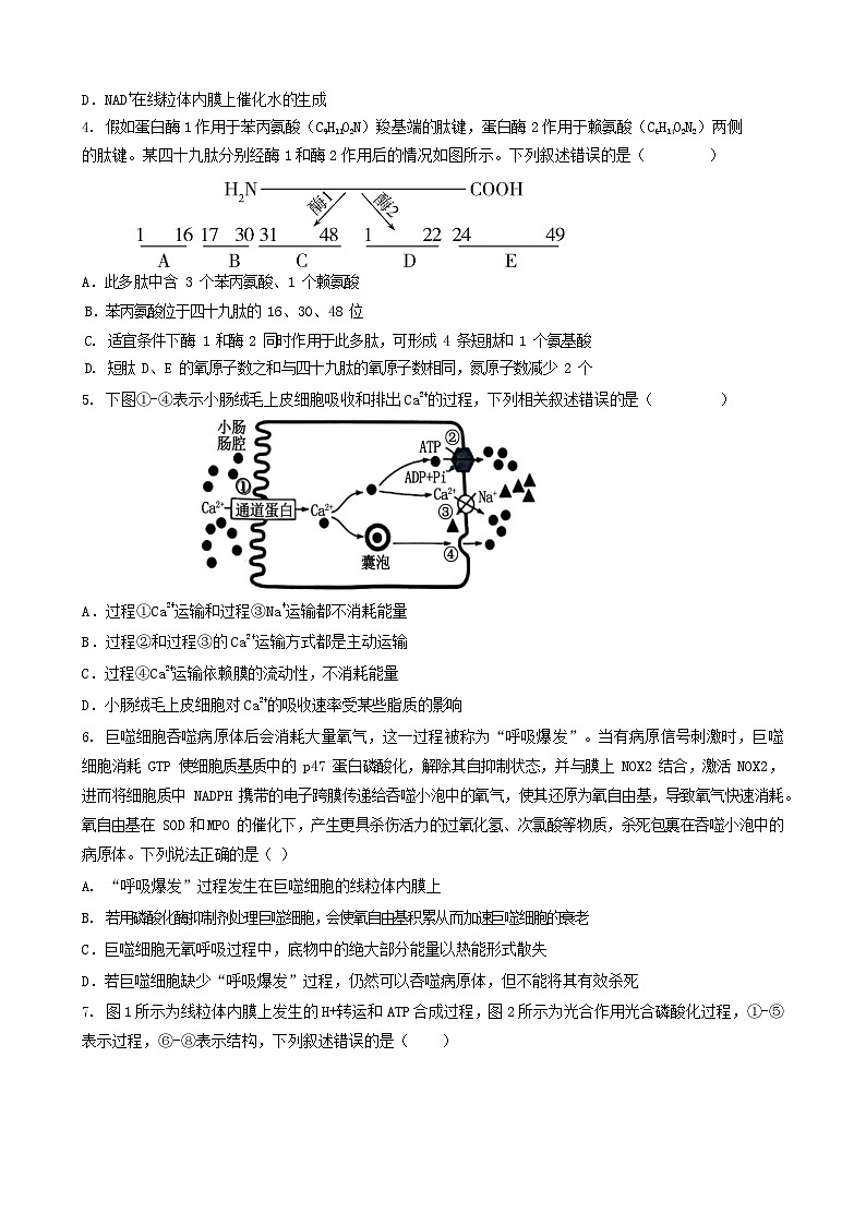 山东省枣庄市第三中学2023-2024学年高二下学期6月月考生物试题02