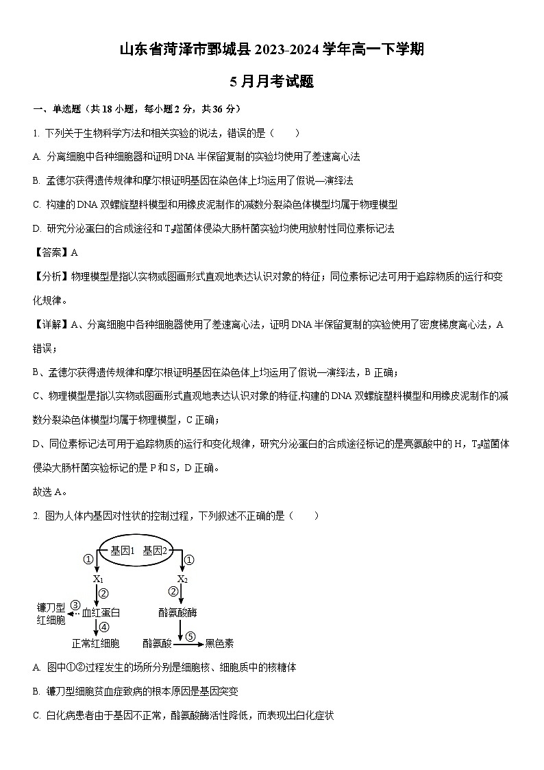 [生物]山东省菏泽市鄄城县2023-2024学年高一下学期5月月考试题（解析版）第1页