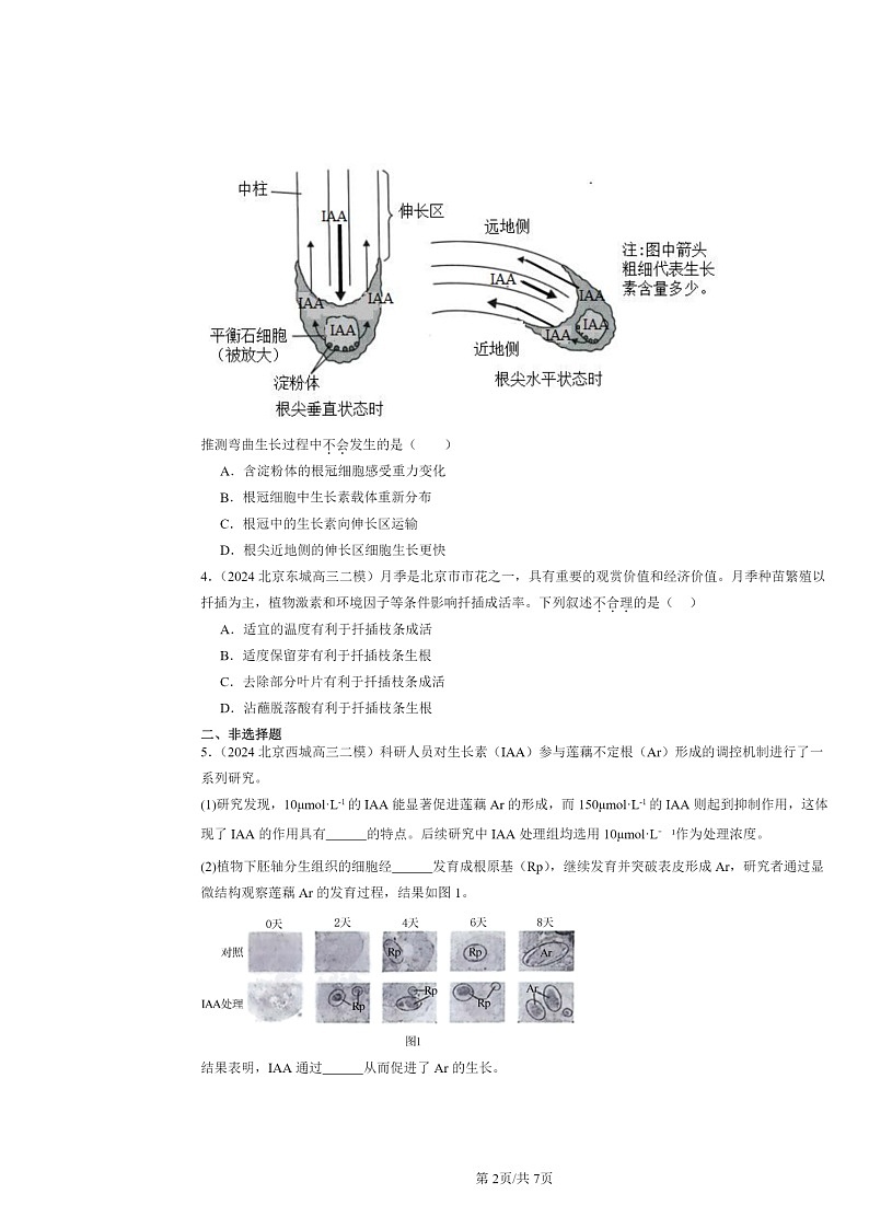 [生物][二模]2020～2024北京高三试题分类汇编：植物生长素02
