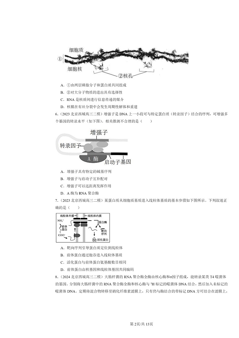 [生物][二模]2022～2024北京高三试题分类汇编：基因指导蛋白质的合成第2页