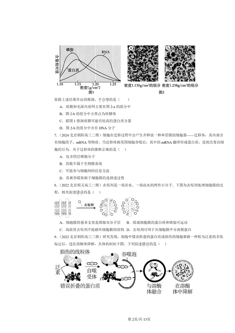 [生物][二模]2022～2024北京高三试题分类汇编：细胞的基本结构章节综合第2页