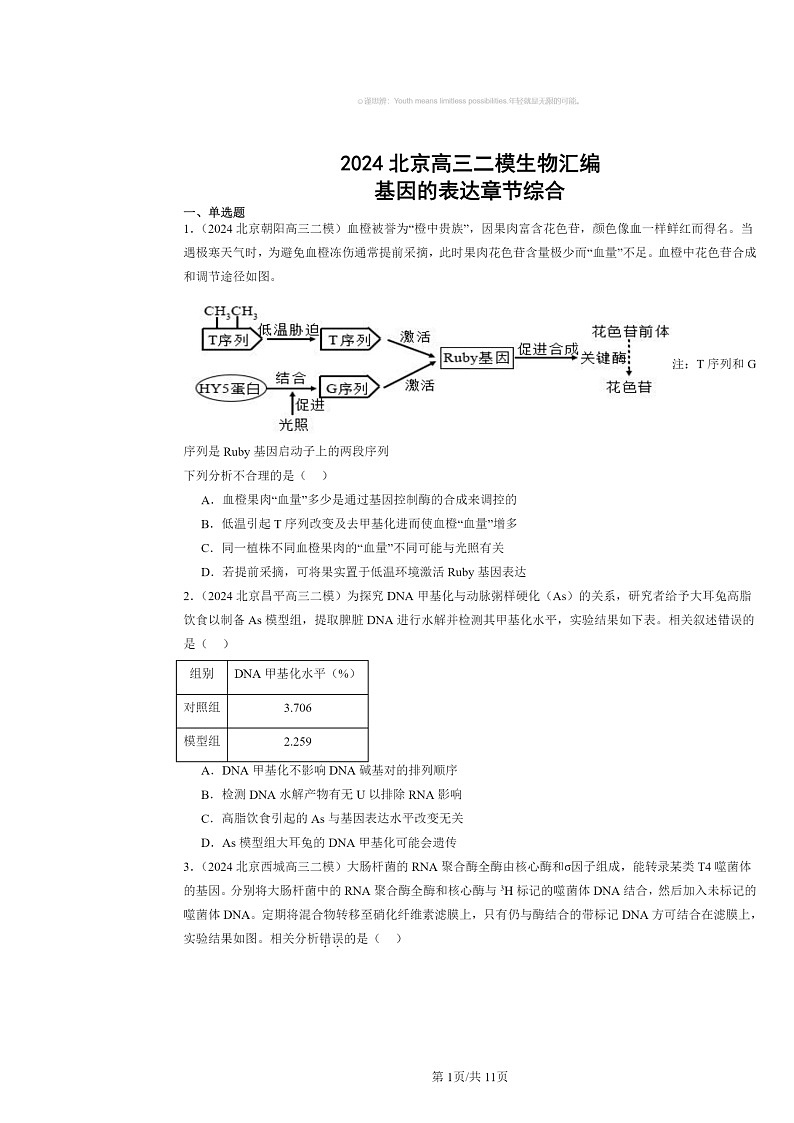 [生物][二模]2024北京高三试题分类汇编：基因的表达章节综合01
